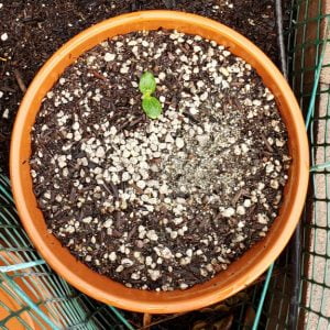 Small seedling of winter squash in pot  - 20200313 174629 2 2 300x300 - March Garden Update