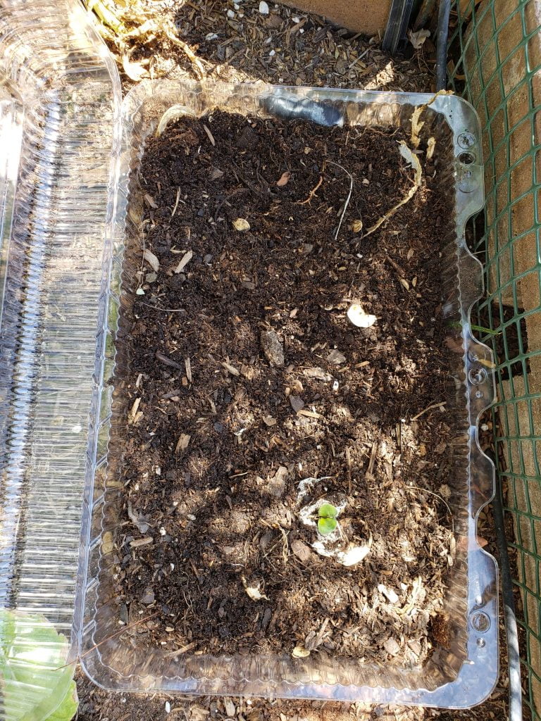 Seedling in the reused pastry bin  - 20200404 105529 768x1024 - April Garden Update
