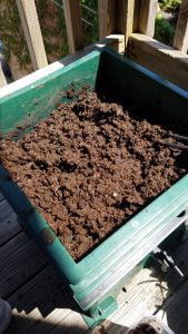 - 20180624 142404 169x300 - June Garden Update | Compost Worms