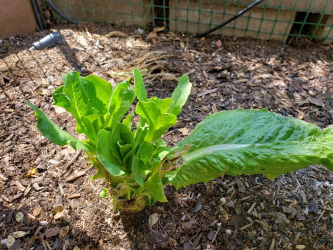 Romaine that is growing back after being cut down a few weeks ago.  - 20200404 103711 scaled pgaye3cor2zcupsq5kkf696btussnndu94s56j9on4 - April Garden Update